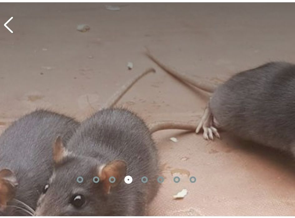 Продам крыску окраска разная