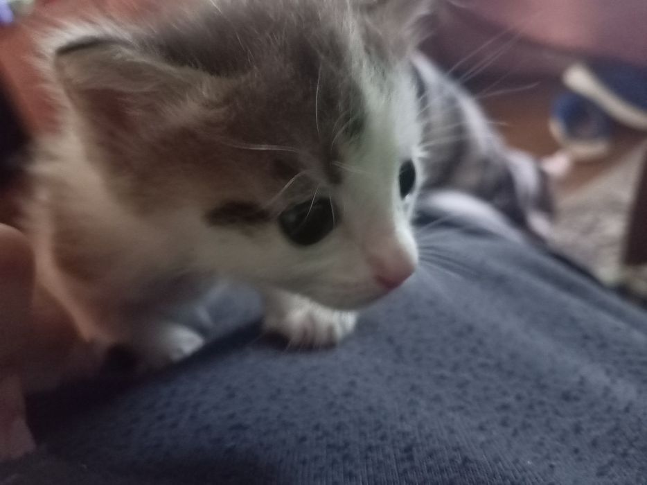 Котята 1,5 месяца