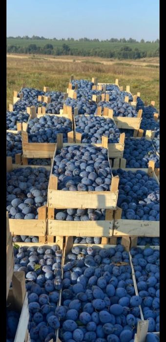 Prune de țuică proaspete și gustoase – ideale pentru țuică de calitate