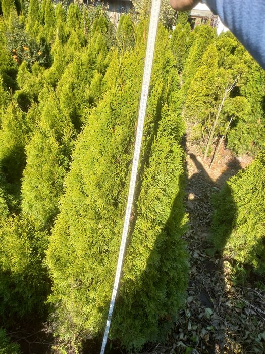 Tuia smaragd de vânzare