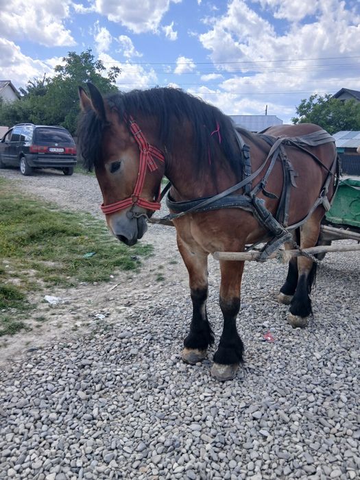Mânz de vânzare de 2 ani jumate