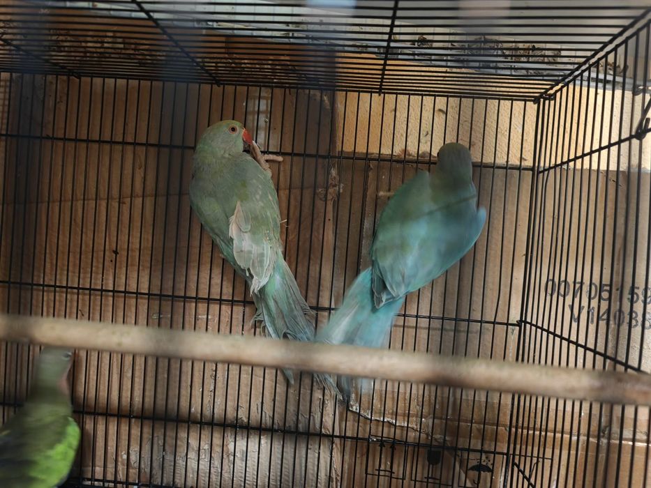 Papagal Micul alexander