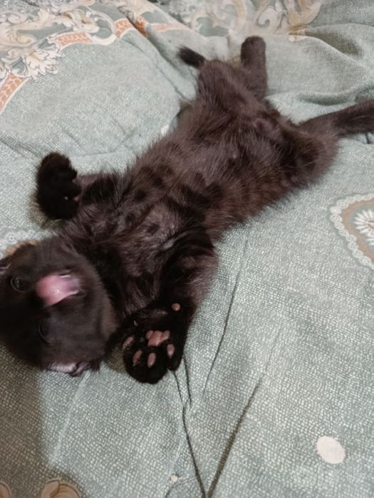 Отдам котенка в ХОРОШИЕ руки!