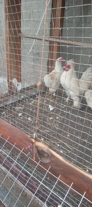 Тауықтар сатылады