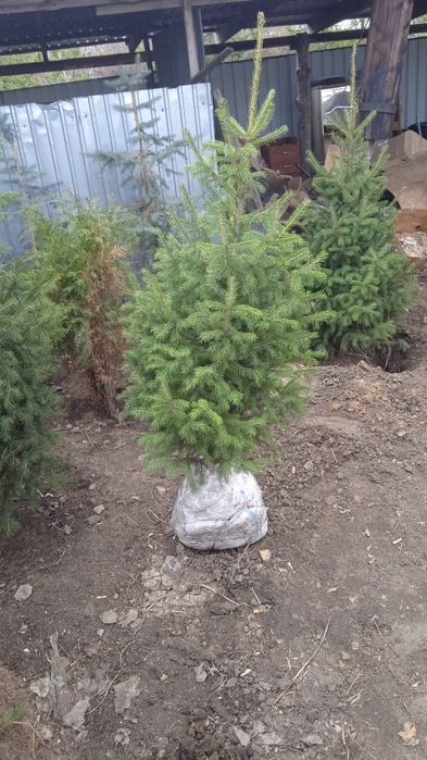 Ель, пирамидальные тополя