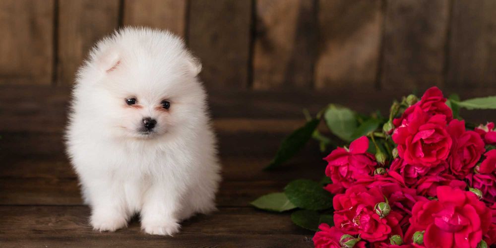 Гарантия качества - шпицы от лучшего питомника Евразии. Есть доставка