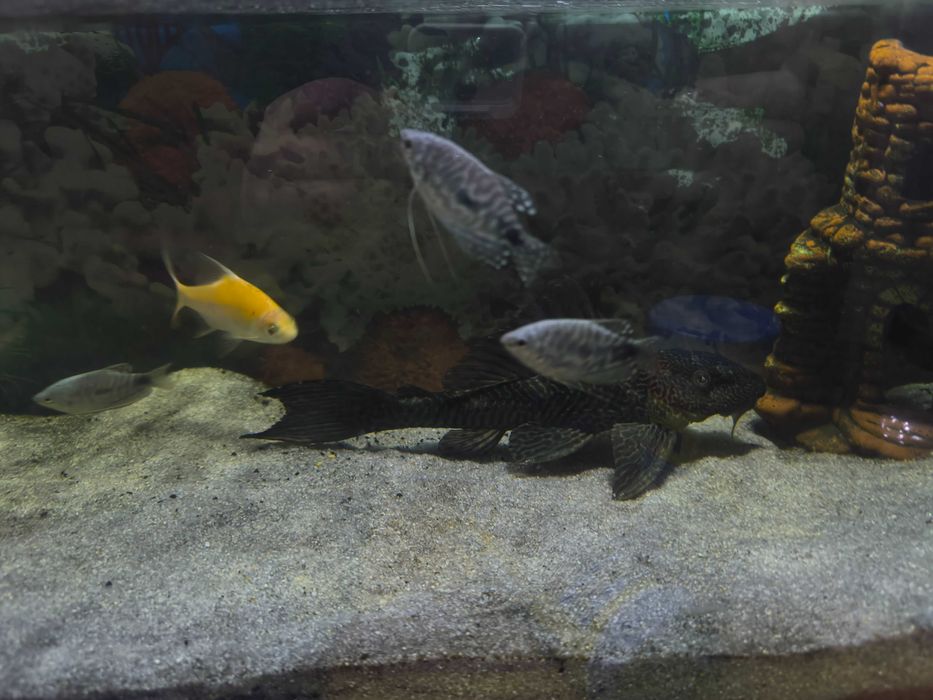 Аквариум с рыбами. СРОЧНО!!!