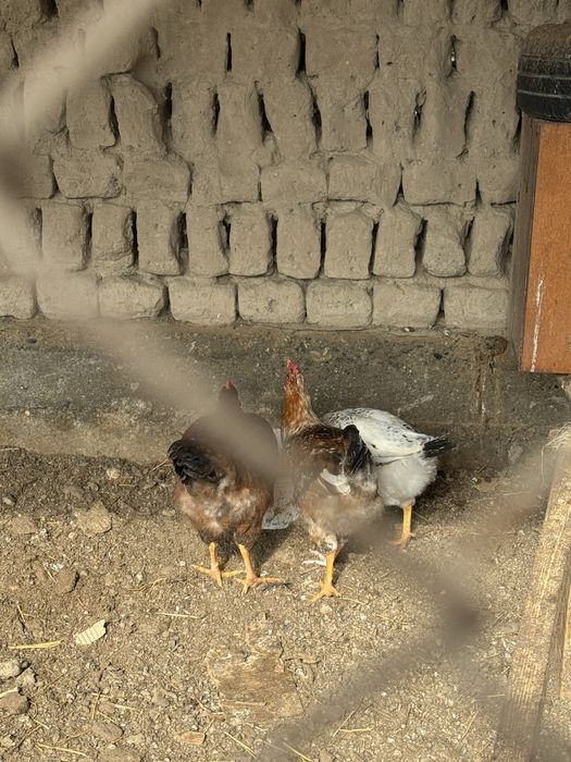 Петух,қораз,иитииити