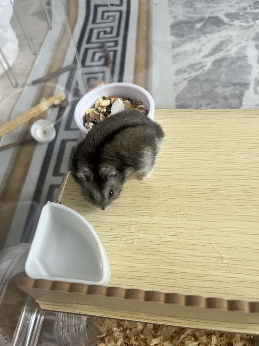 Продам хомяка вместе с клеткой