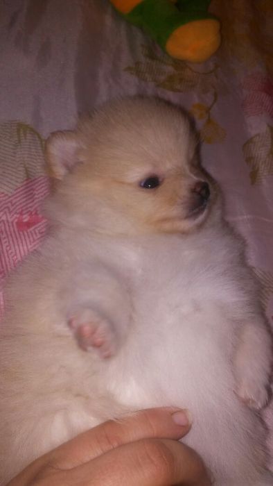 Продам щенков шпица