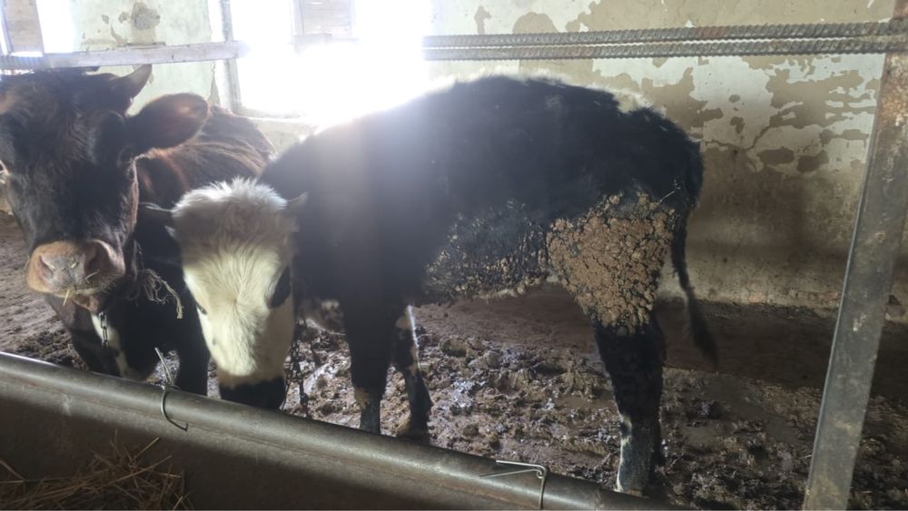 Продаем откормлещный скот