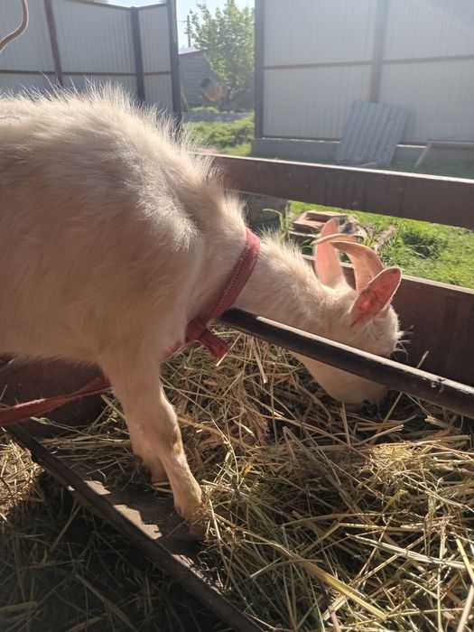 Ешкілер сатылады.