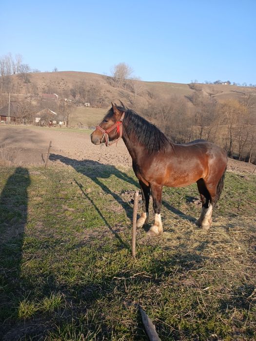 Vand cal de 1 an jumatate