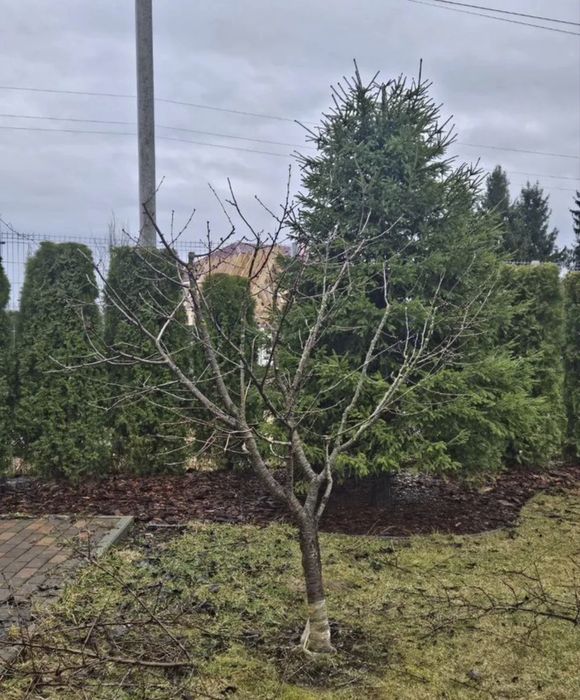 Обрезка . Обрезка плодовых деревьев.