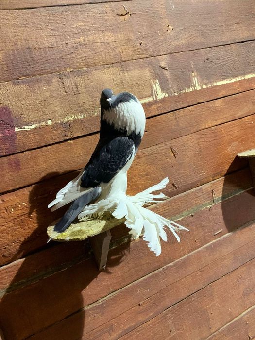 Porumbei diferite rase