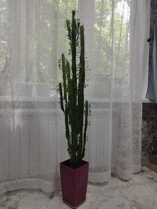 Үлкен сиськи галереяларының порно фотосуреттері