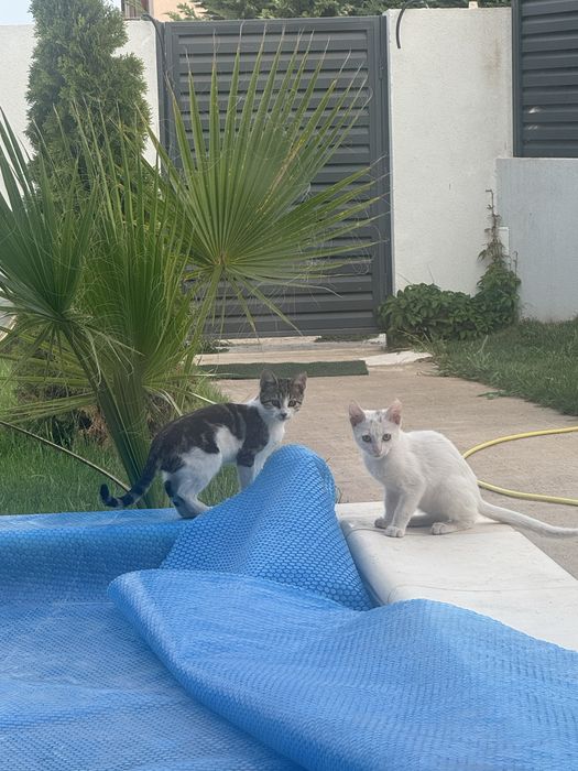 Adopție pui pisică