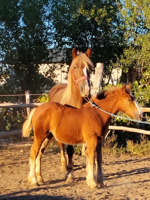 De vânzare Iapă și mânză