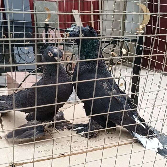 Голуби самка самец