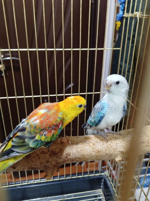 Продам двух певчих самцов. Только начали кушать самостоятельно