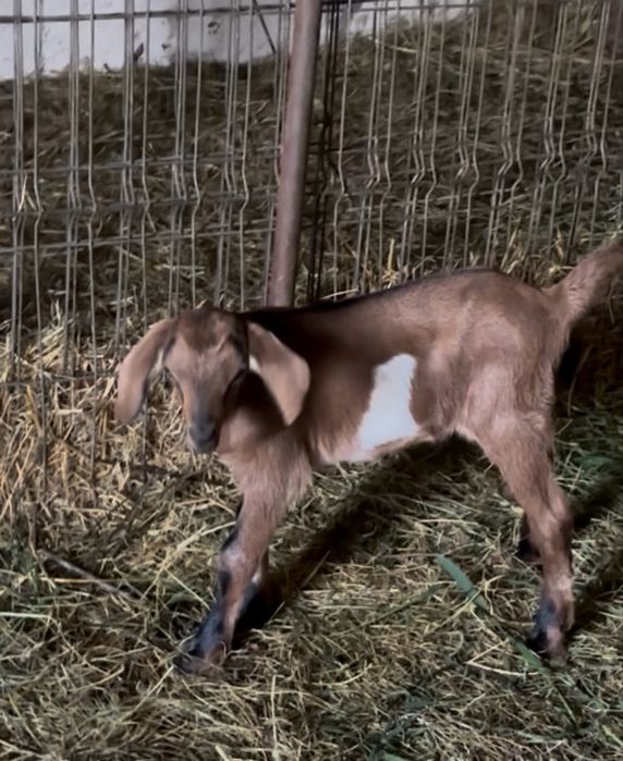 Iedut din mama buna de lapte