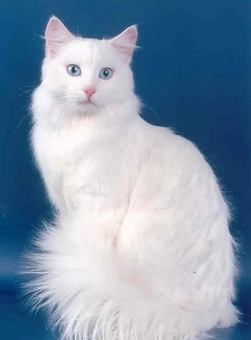 Вязка кот Турецкого Ангора