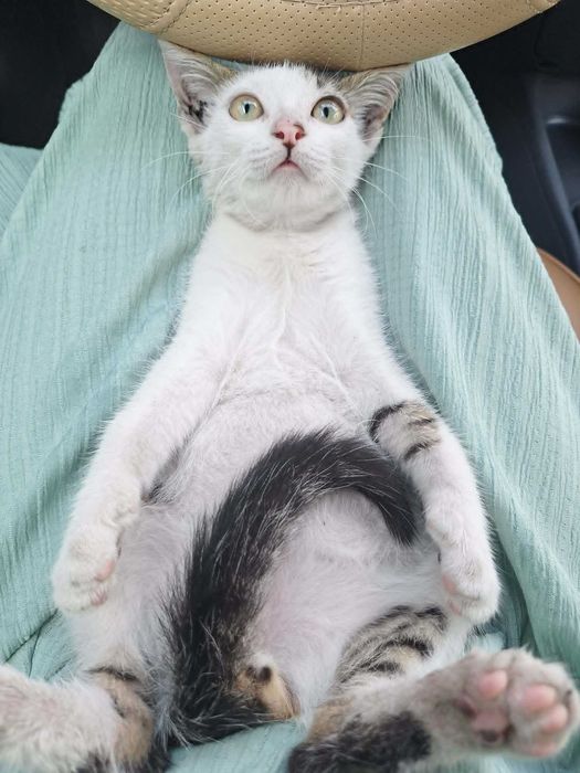 Подарявам мъжко котенце