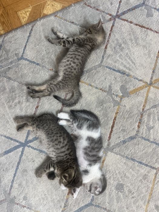 Котята шотландские