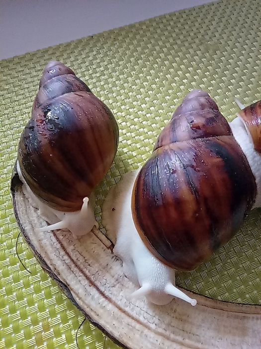 Улитки. Архахатина овум.