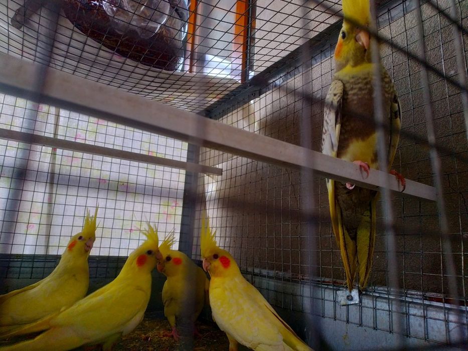 Karela tóti sotiladi Тути карела сотилади