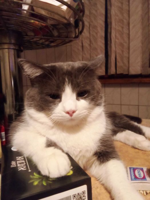 Отдадим кошек котов в добрые руки