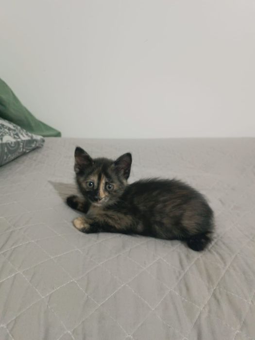 Отдам  2х месячных котят