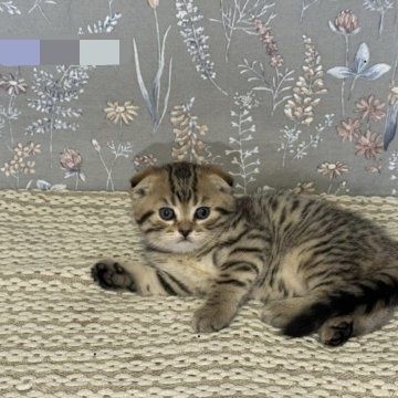 Вислоухие Шотландские котята