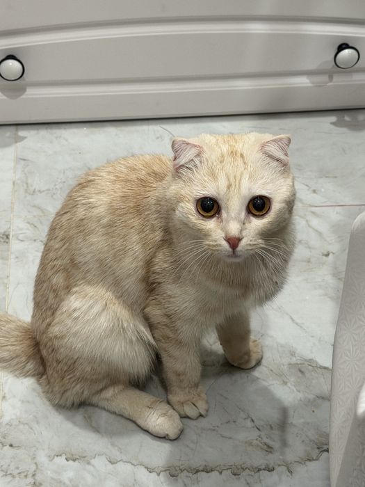 СРОЧНО! Отдам кошку в добрые руки БЕСПЛАТНО