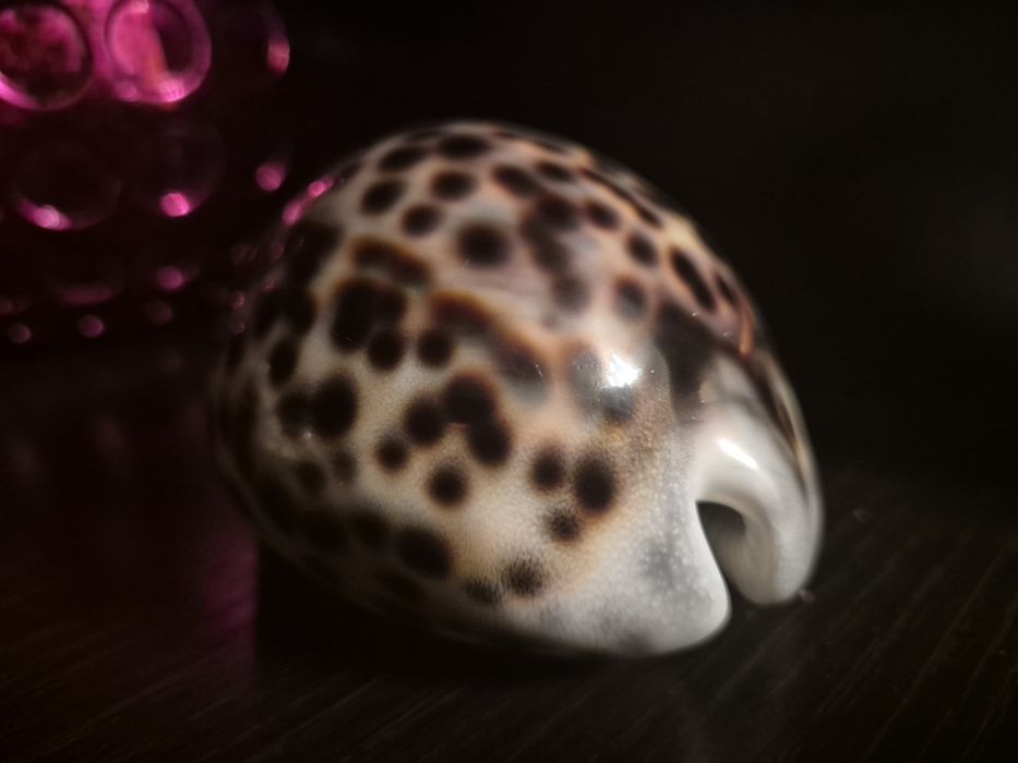 Ракушки разные разные