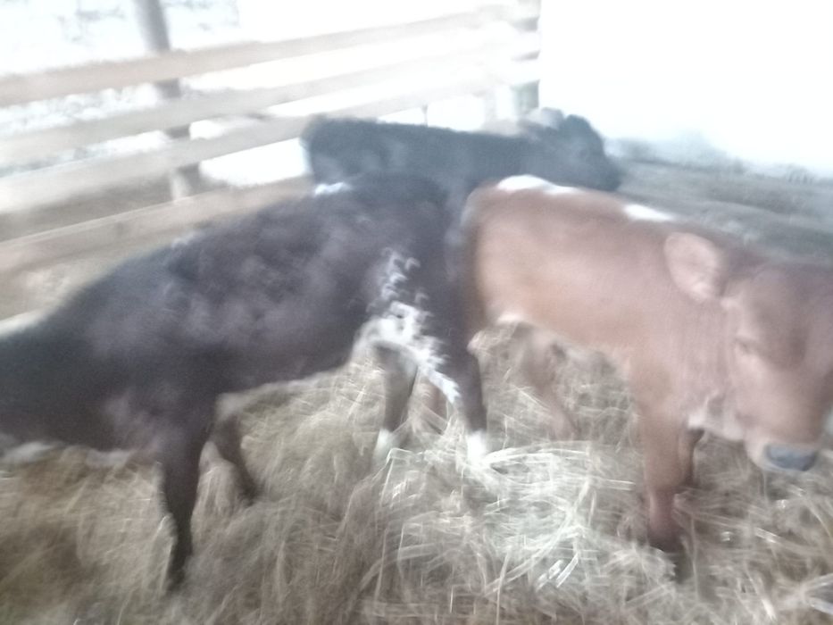 Vând trei vitei balțati