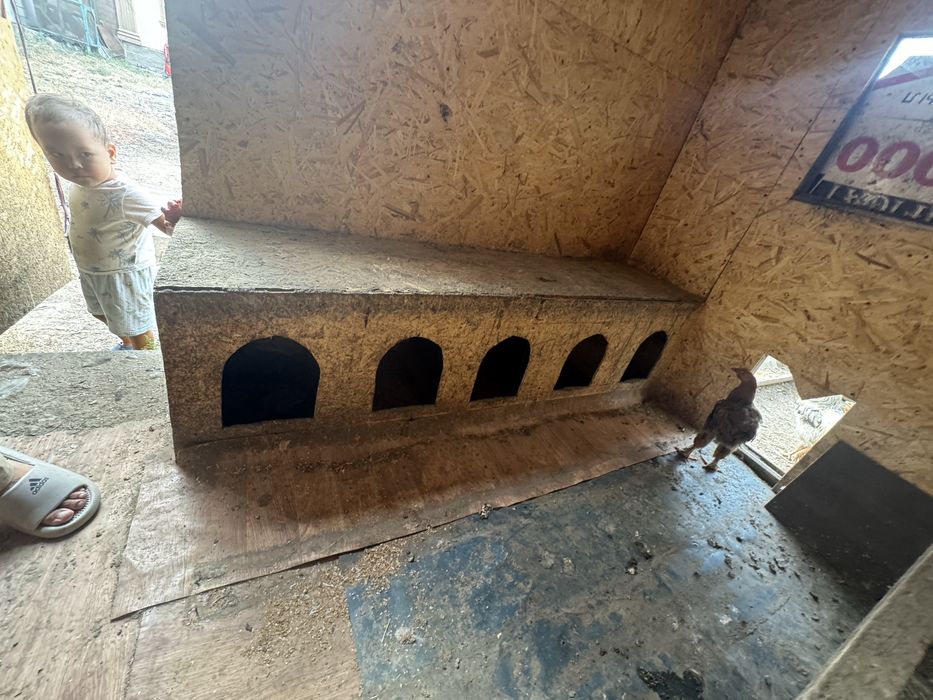 Курятник с курами