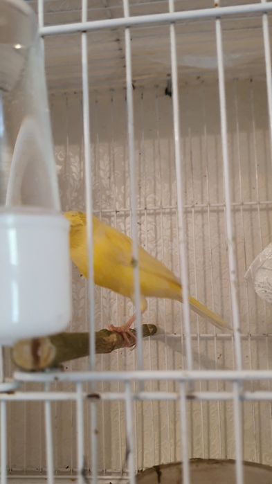 Продаю канарейку самка
