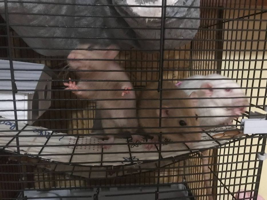 Отдым крыс бесплатно