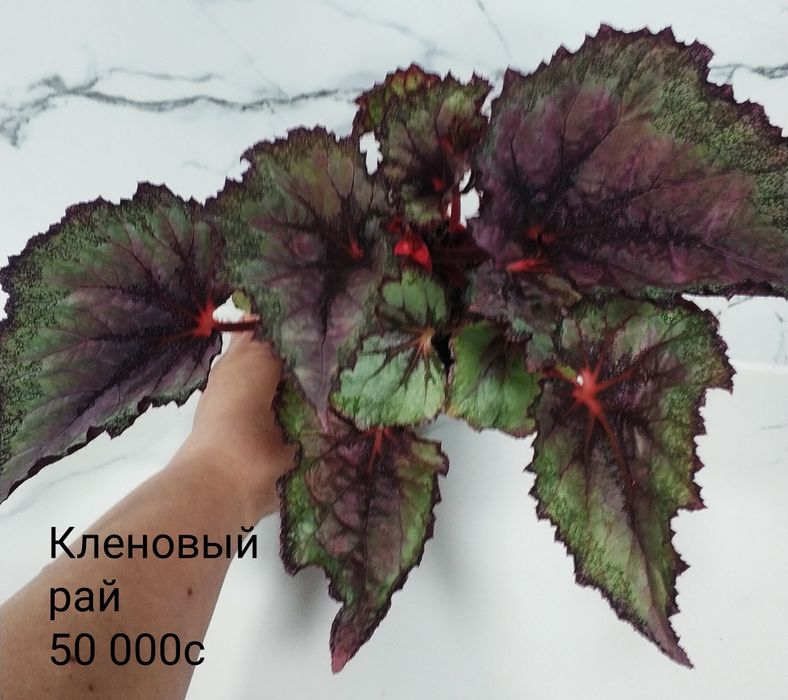 Бегонии сортовые.