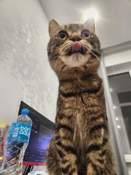 Отдам котенка в добрые руки