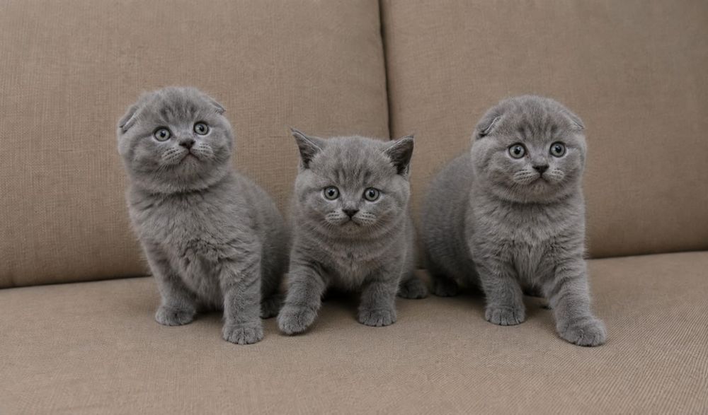 Британские котята