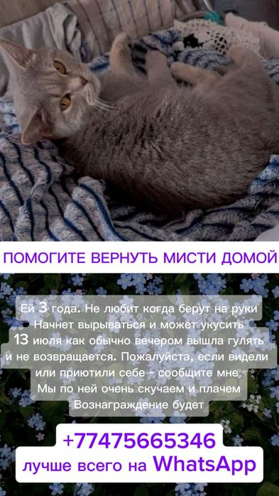 Помогите найти кошку