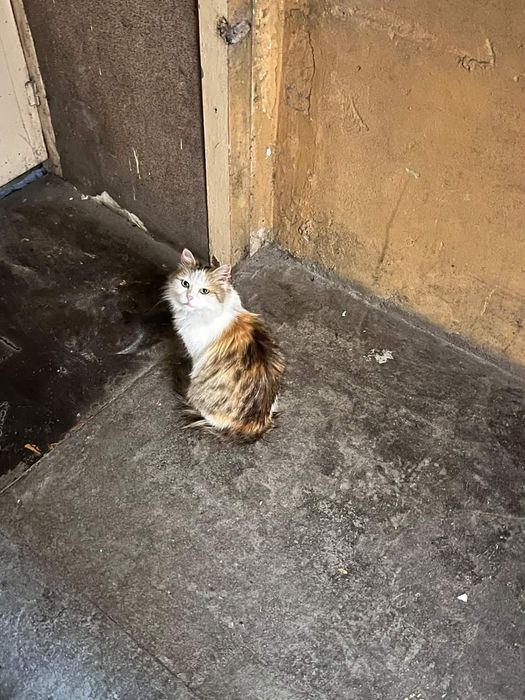 Кошечке нужен дом!
