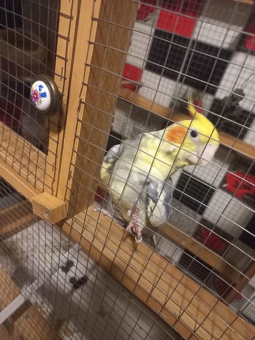 Попугай корелла попугая