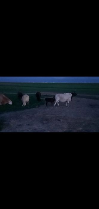 Дорпер баран. Дорпер кошкар