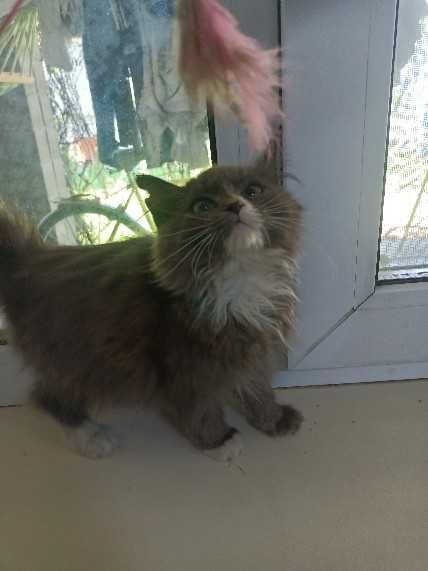 Отдам котика бесплатно