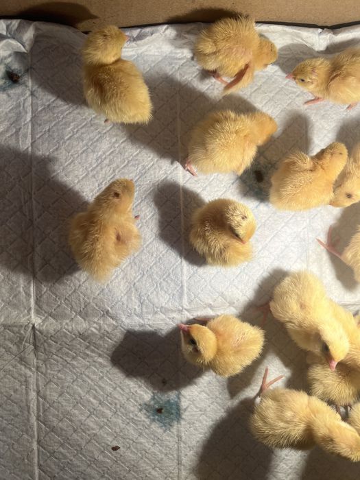 Продам перепелок Атырау