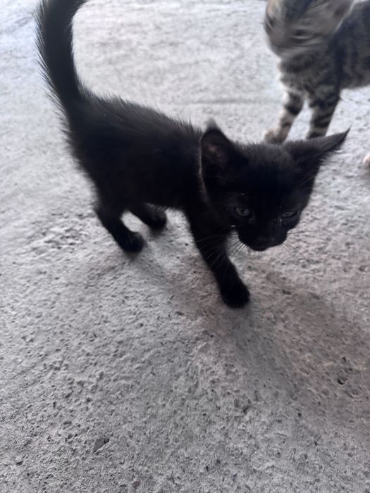 Котенки мушукчала