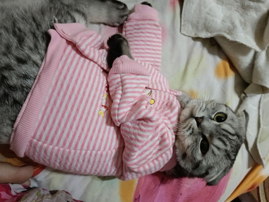 Skotish fold 1 yosh toza mushuk